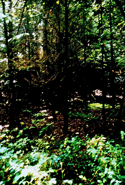 Wald